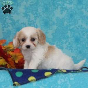 Orange, Cavachon Puppy